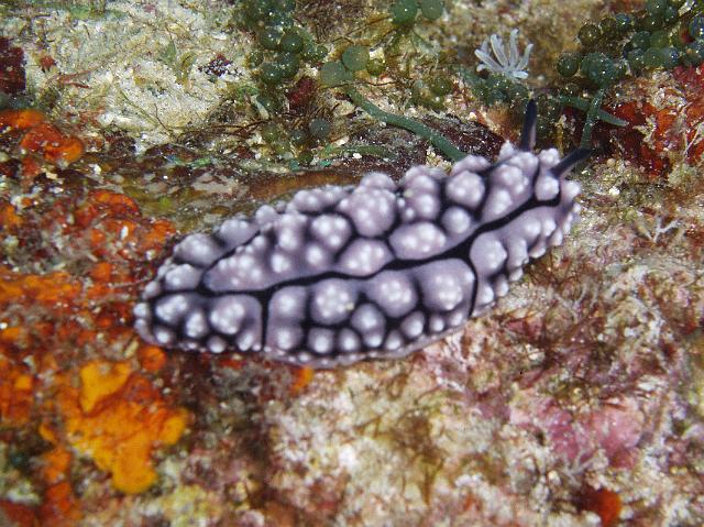 Warzenschnecke 146.jpg